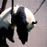 行き当たりばったり人生、金なし無計画休学、とりあえず今カナダにいます(笑)