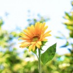 うつ病からの休学生活【5~6月上旬　頑張り過ぎた果ての「入院」、そして分かったこと】