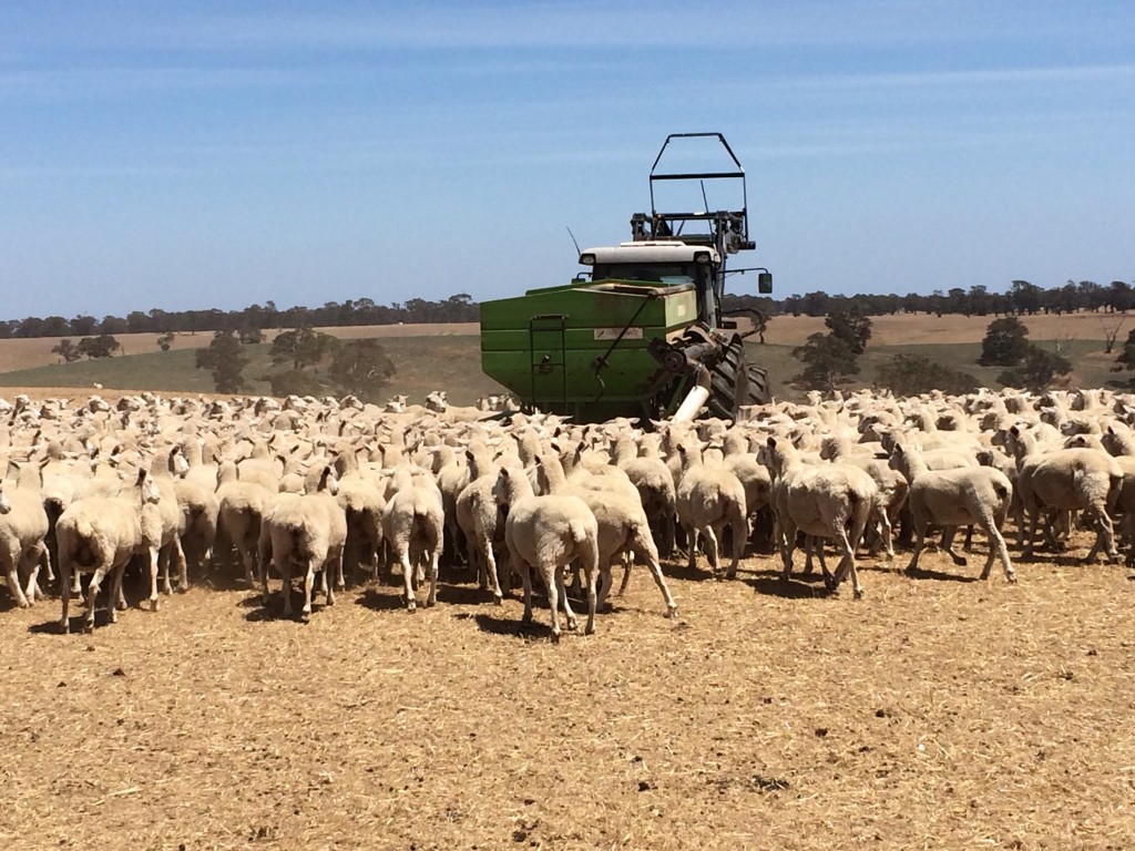 【休学×オーストラリア留学】オーストラリアで心のリハビリ！？~Part2~